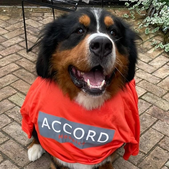 ACCORD Fundraiser